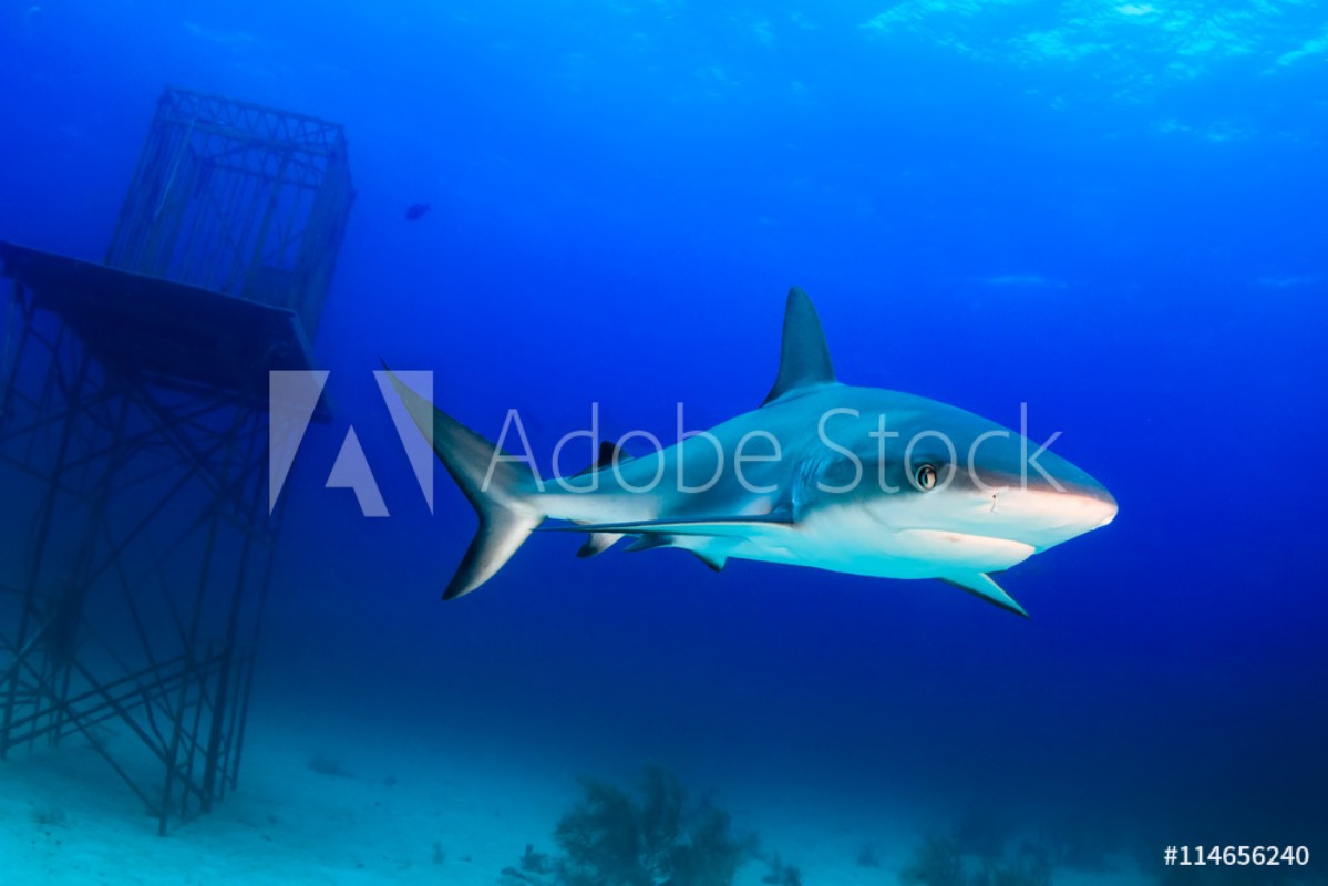 Afbeeldingen van Shark Next to an Underwater Structure